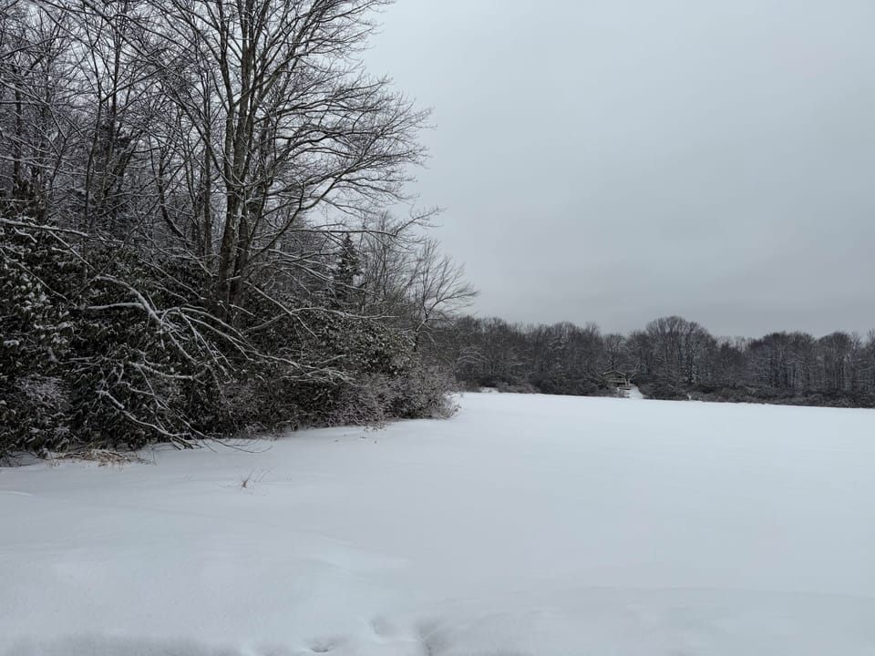 Snow covered trees surrounding the lake.