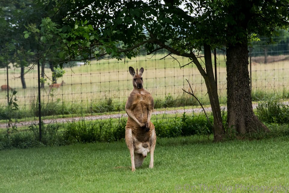 Come Enjoy the Mob of Kangaroos