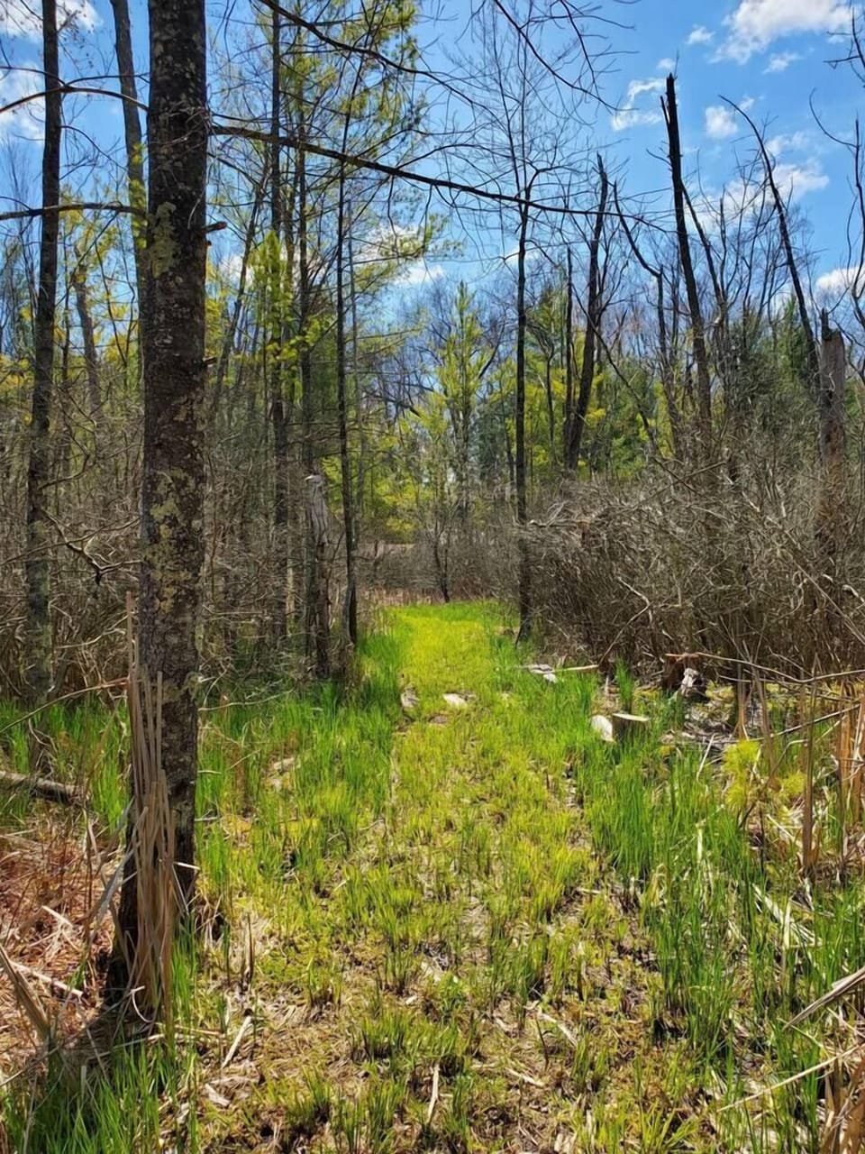 Trail behind the cabin leading to the channel which goes into a lake.