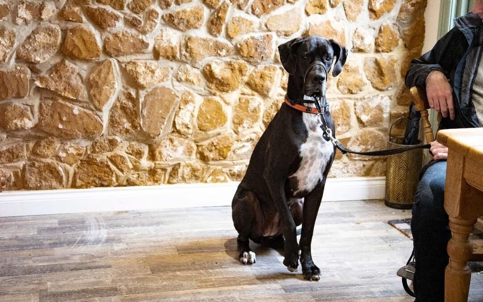 The Stables are dog friendly and we welcome your four legged friends to stay with us 