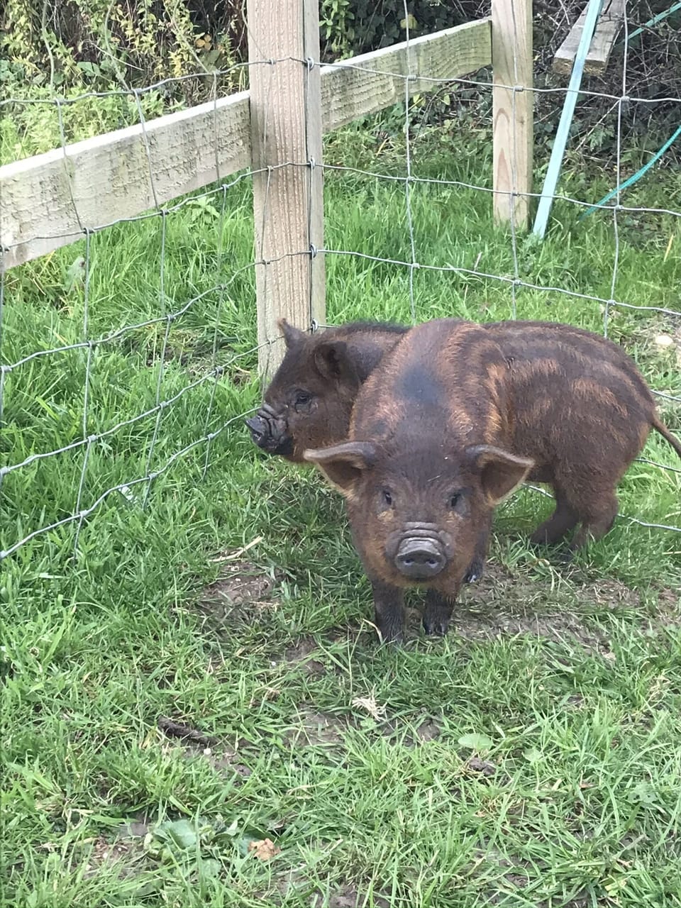 Maple and syrup our pet pigs