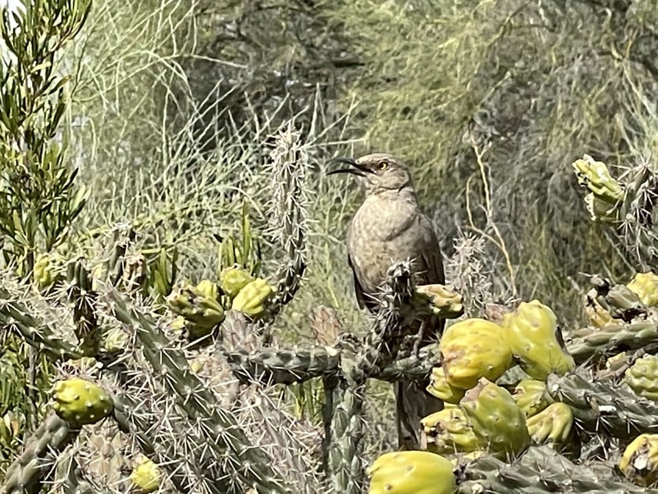 Local flora and fauna