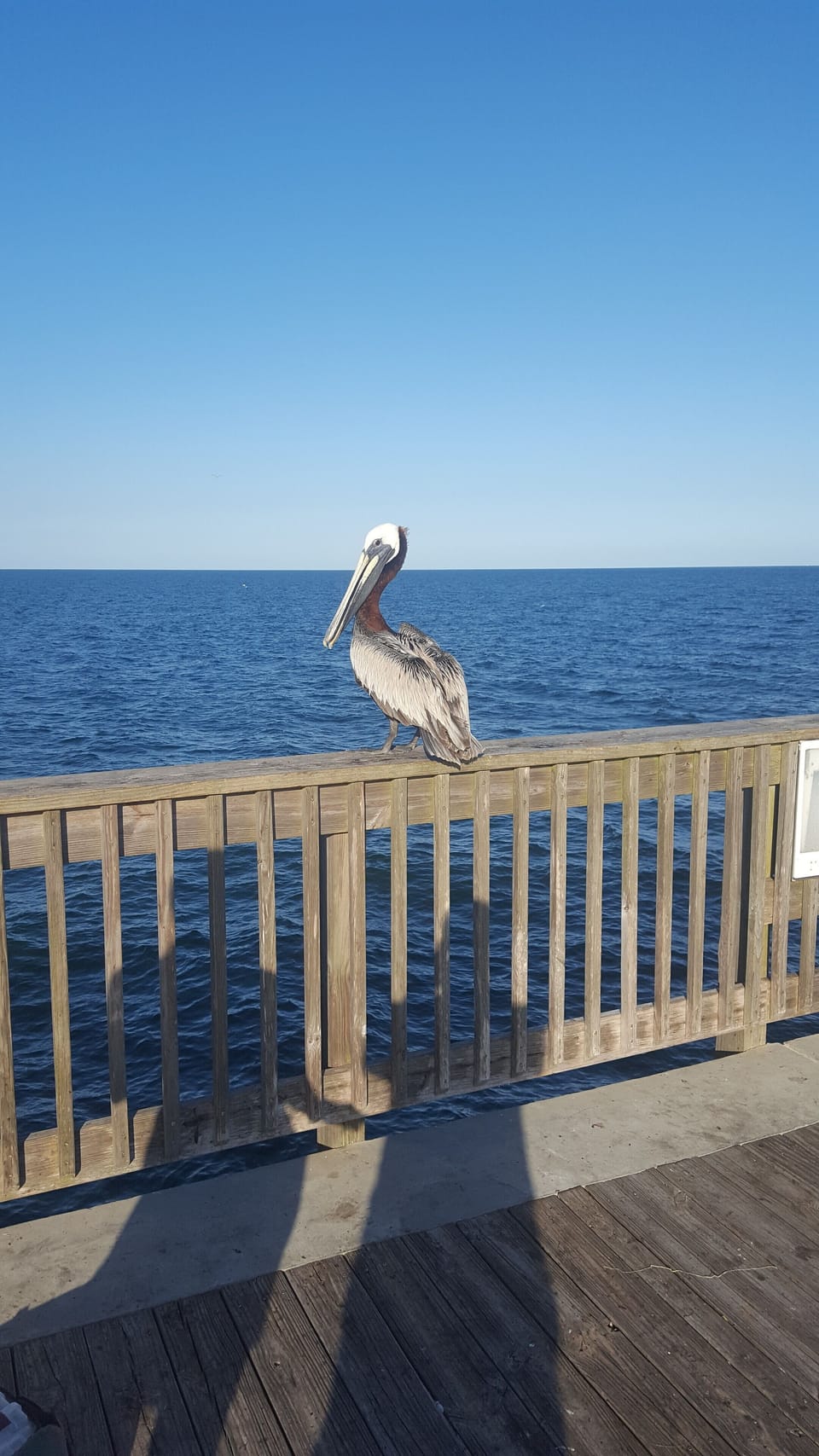 Gulf Shores State Park pier pelican