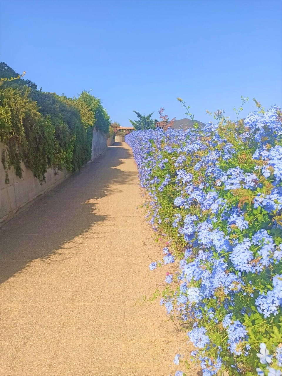 Plumbaco flower, going to La Casa Verde