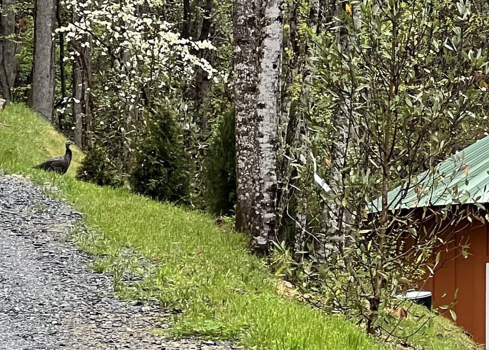 Wildlife comes with the territory  — don't be surprised if a wild turkey strolls by to welcome you to the neighborhood.