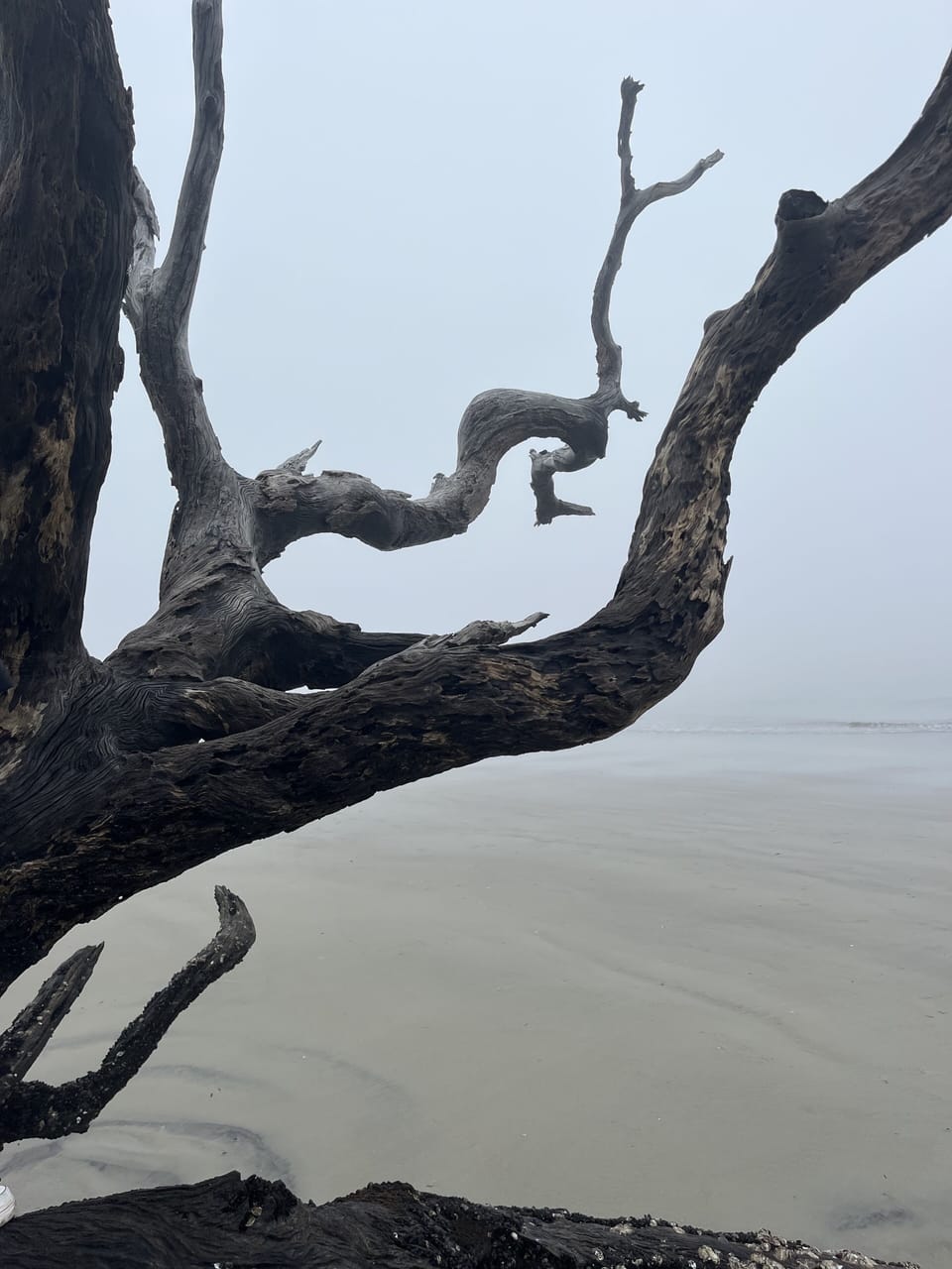 Driftwood Beach on Jekyll Island is a must-see!