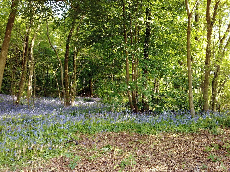 Garden and grounds | Chestnut Lodge - Wayside Lodges, Bromham