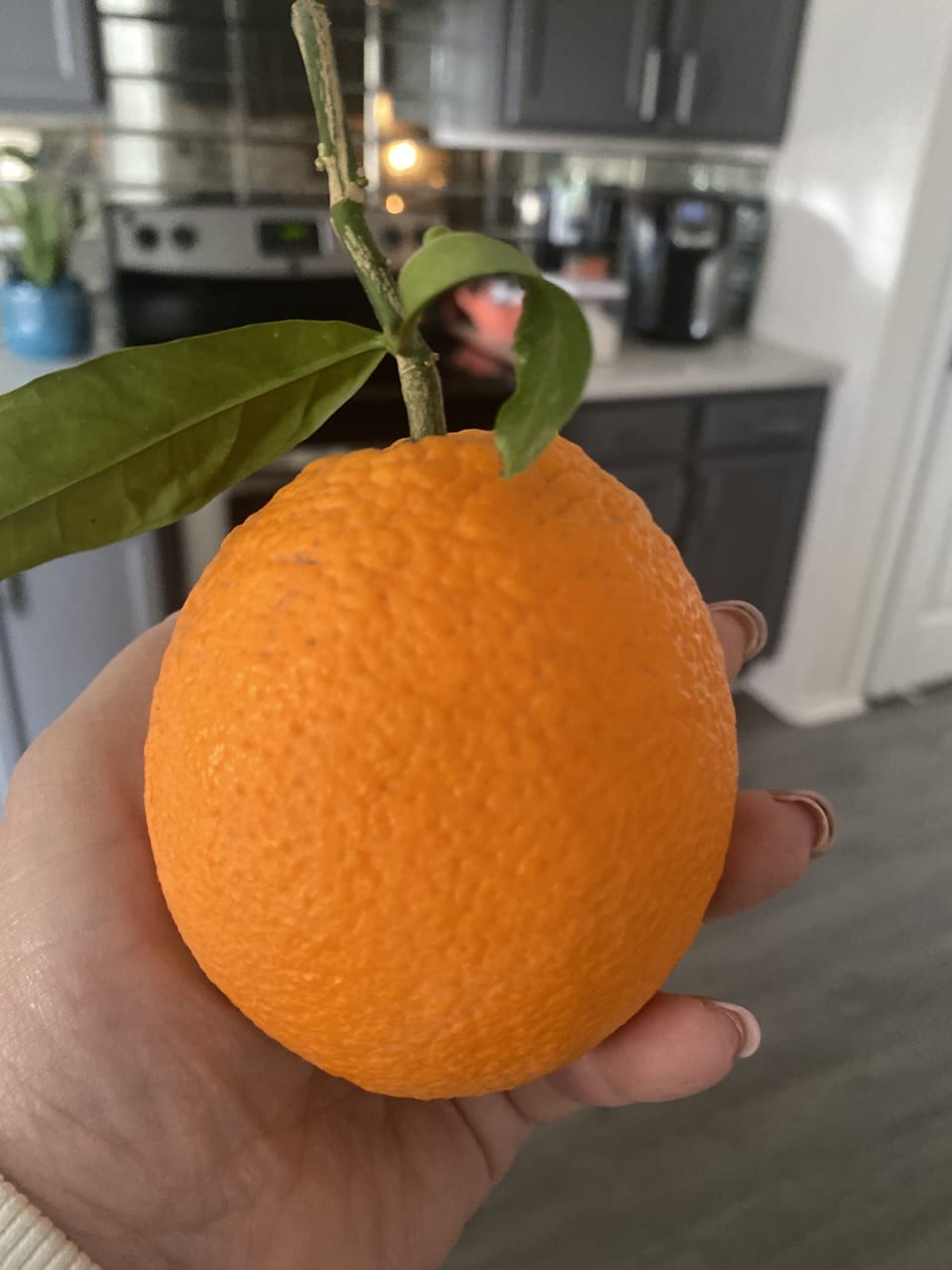 Yummy oranges