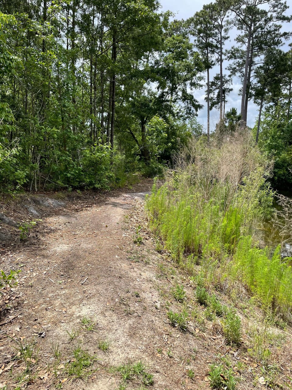 Trails behind the back yard