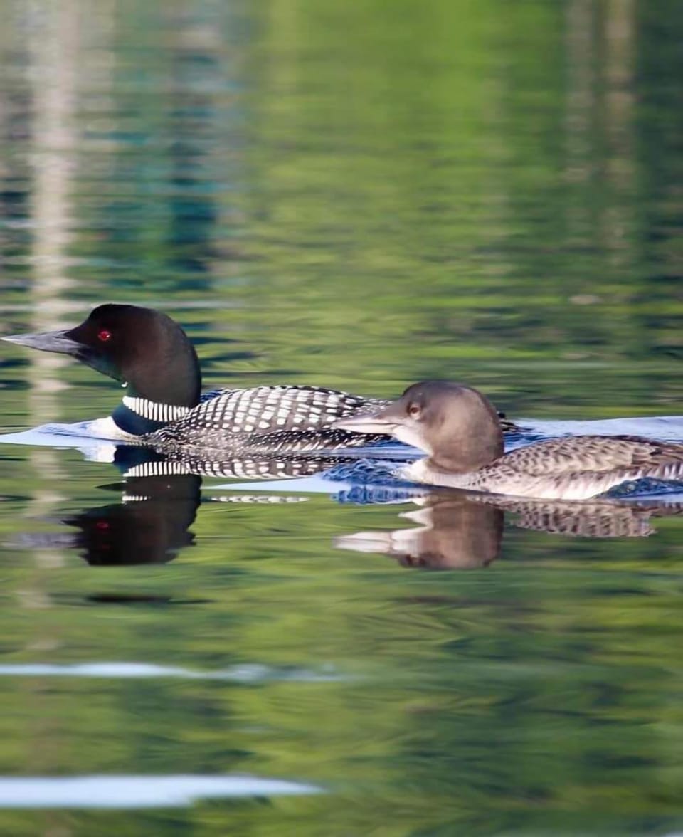 Loons on the Lake