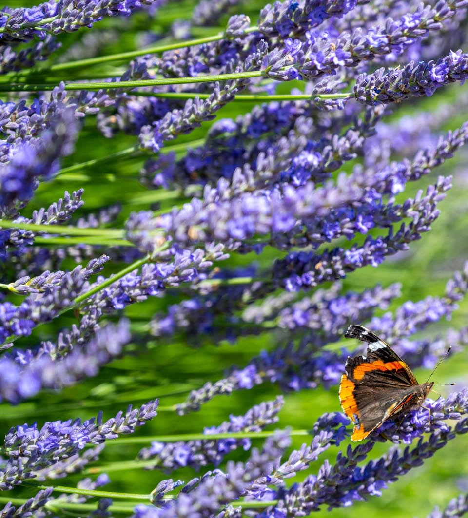Moles Meadow, Middleton: Experience wildlife