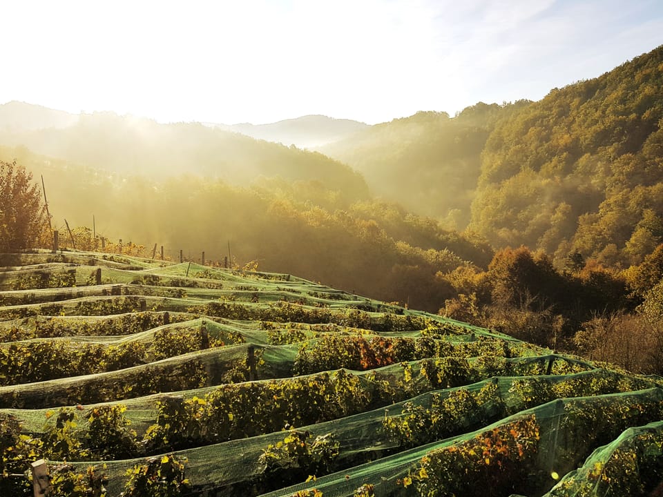 Vineyard view