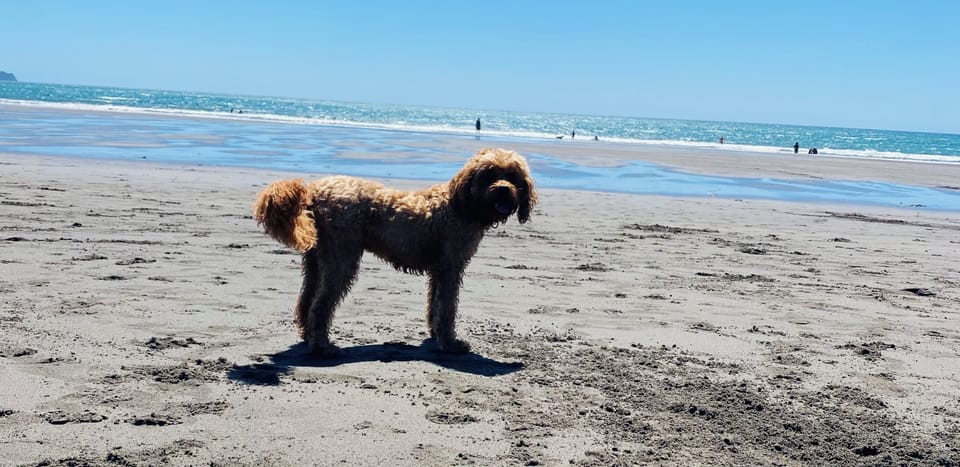Dogs welcome to roam  free to right  of surf life club.