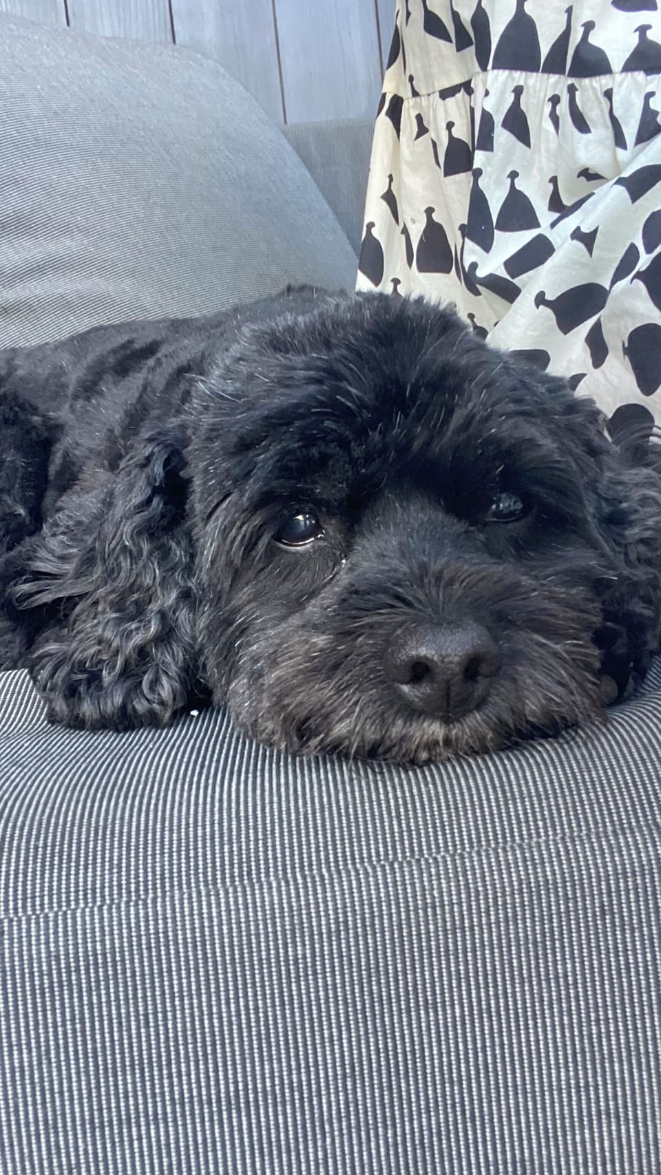 RUBY, bodyguard B