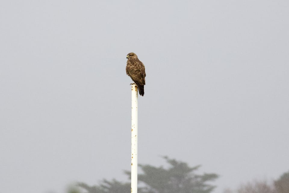 Our resident buzzard