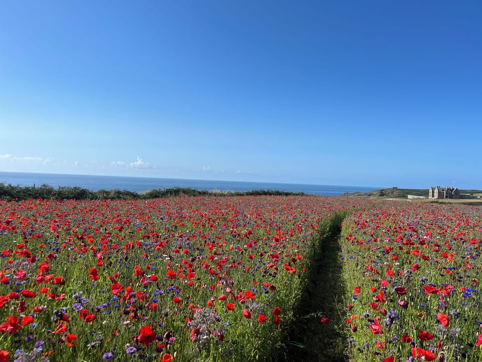 Cottage | Miscellaneous