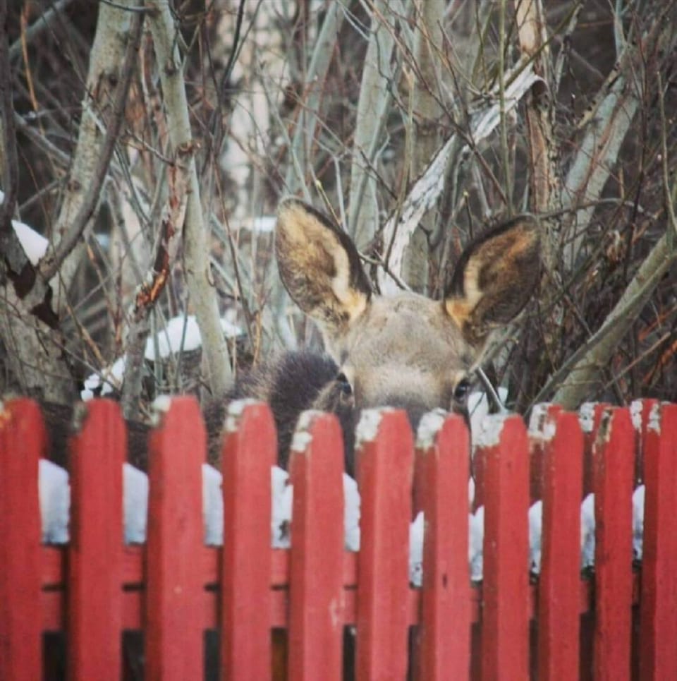Hi Dee Ho Neighbor!