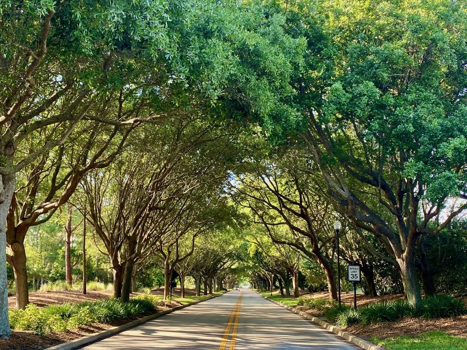 Canapied Trees along parkways.