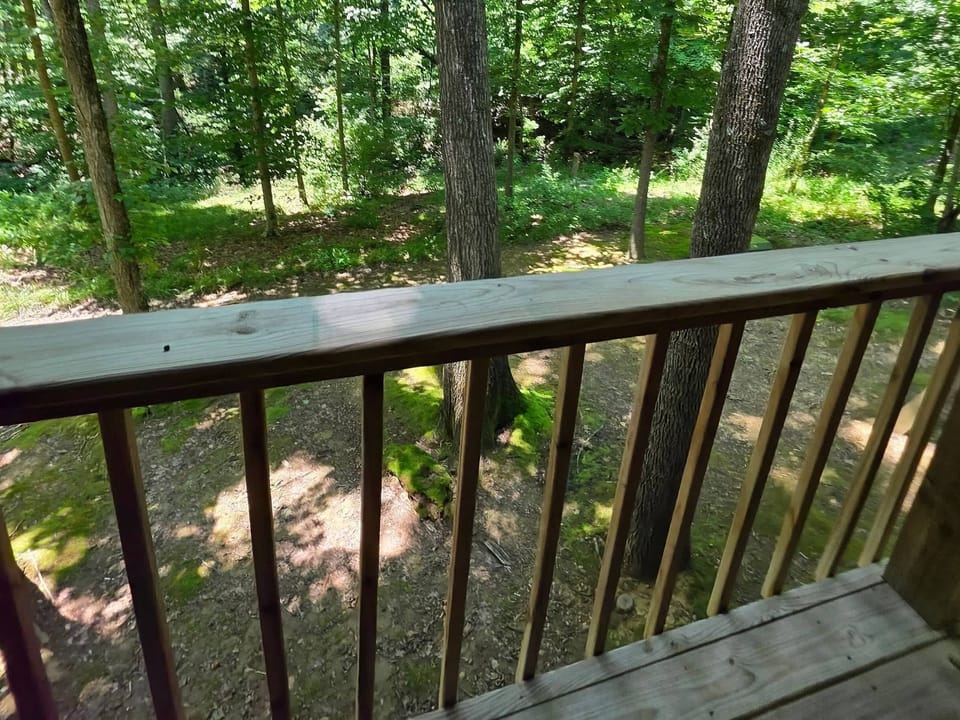 Woods behind the cabin