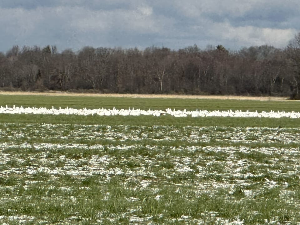 Snow Geese at Dead Creek Wildlife Refuge. 