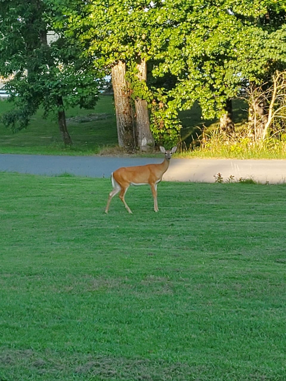 Living with wildlife!