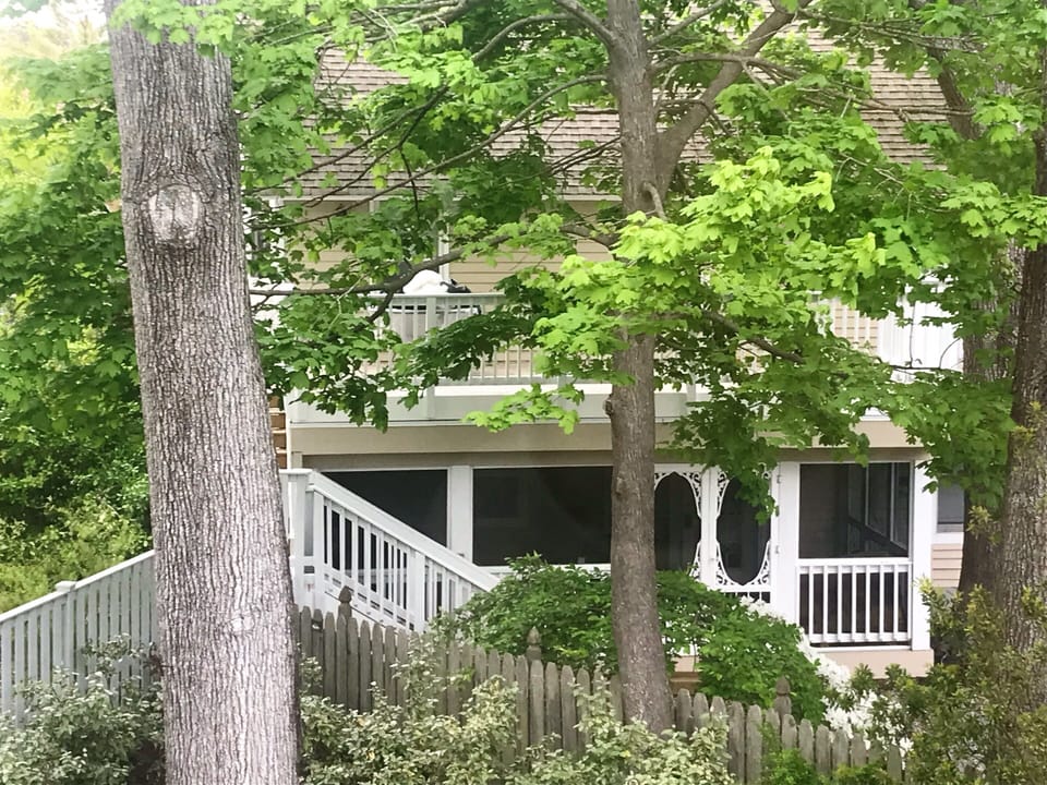 Shady Solitude!
