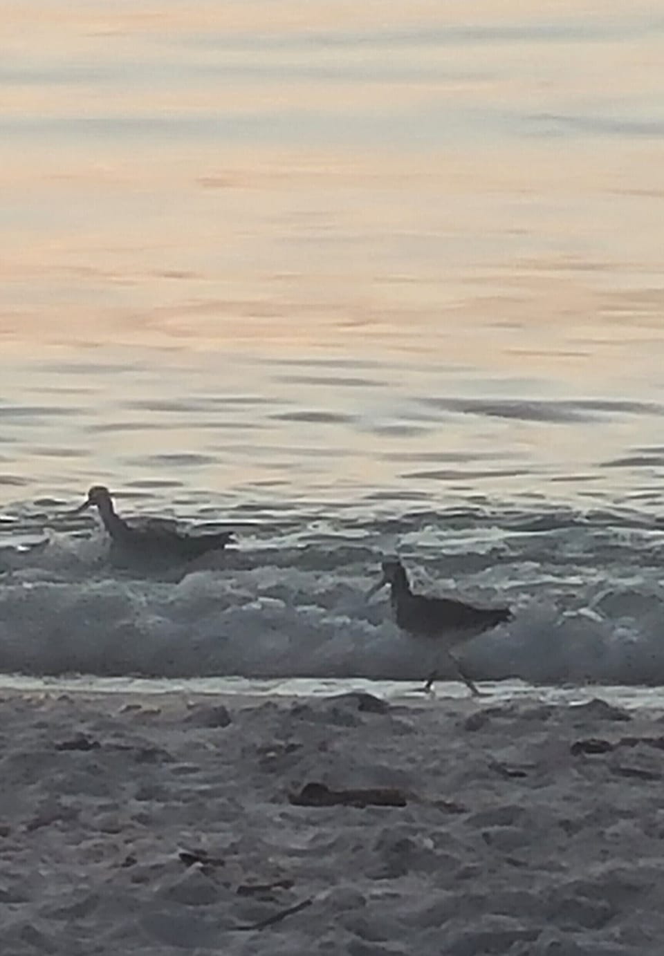 Manasota Beach 