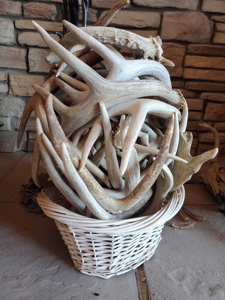 Deer sheds found on property