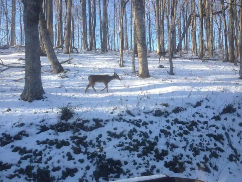 Wildlife pass through frequently.