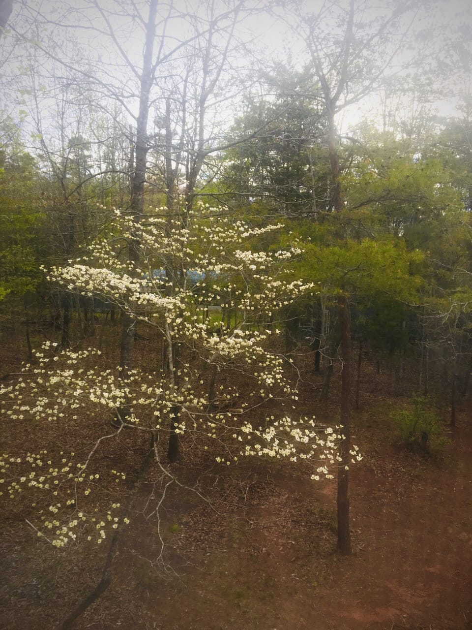 Springtime gloriously unfolding.  Dogwood blooms look like stars in the trees 
