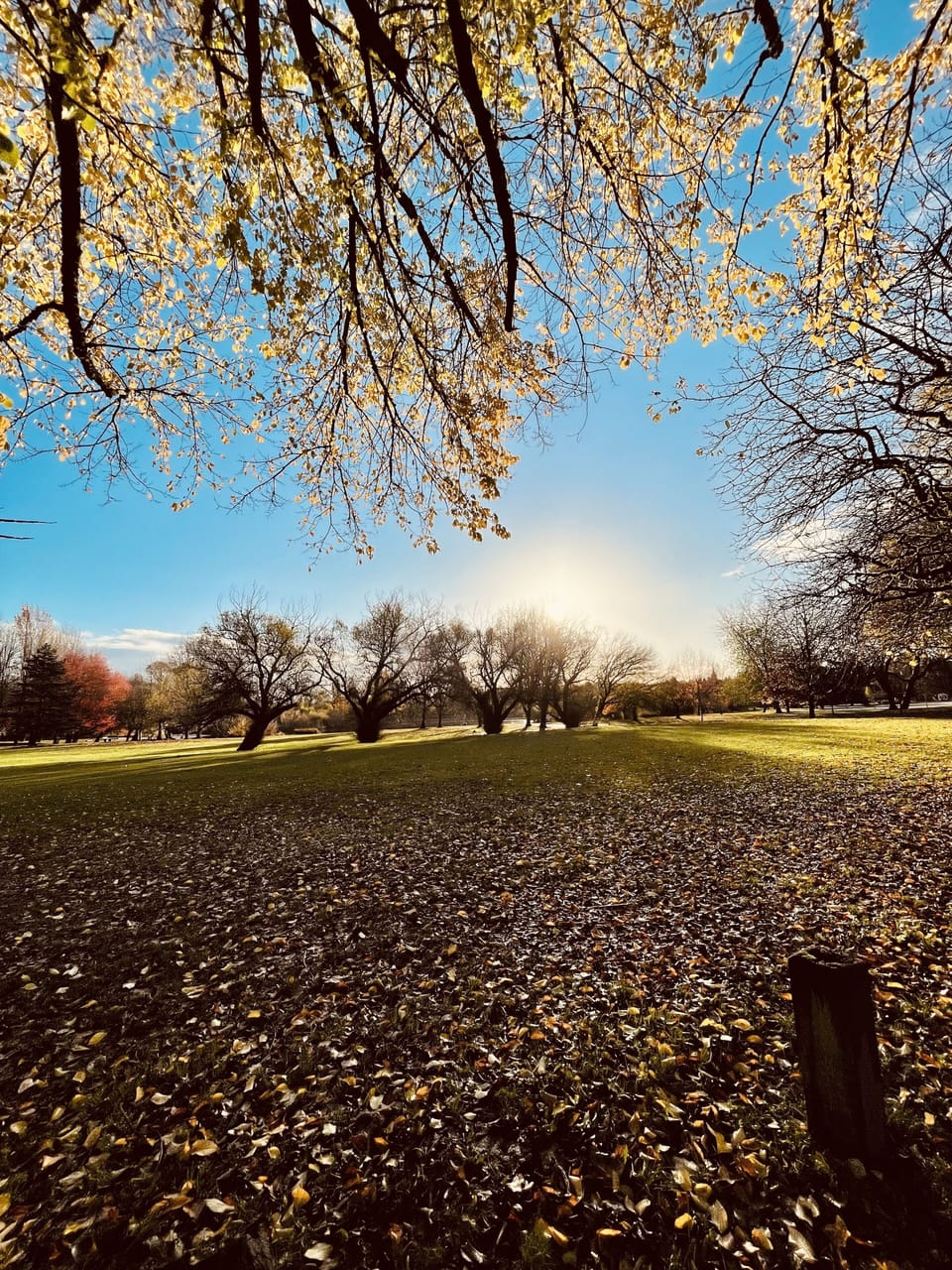 The house backs right onto Trout Lake, a 70-acre park right in the city. 
