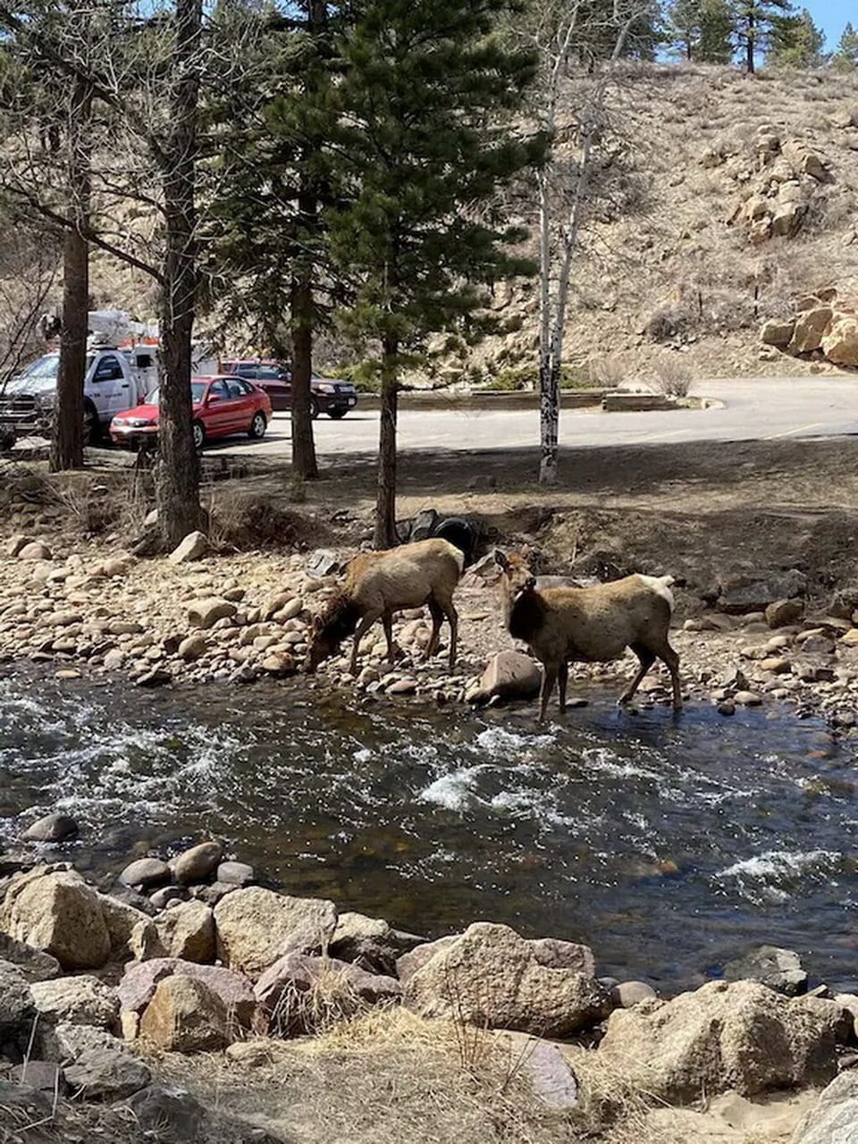 Elk come by for a drink in the river