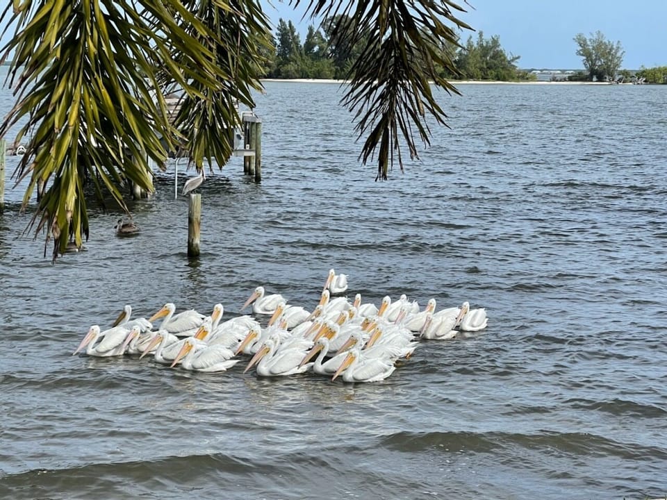 A variety of wildlife - our winter white pelican visitors