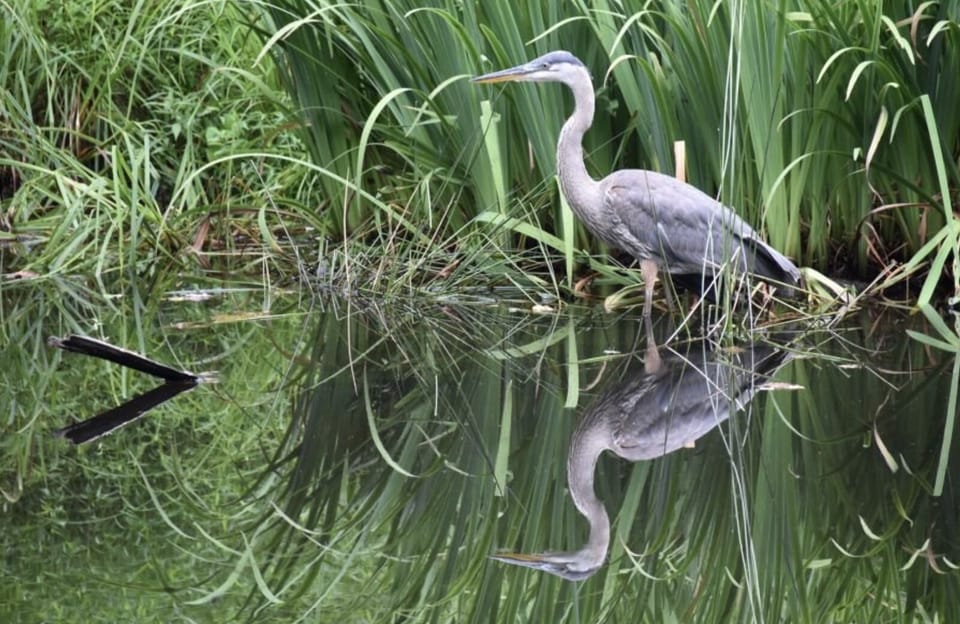 Wildlife at nearby Shamrock Preserve Park