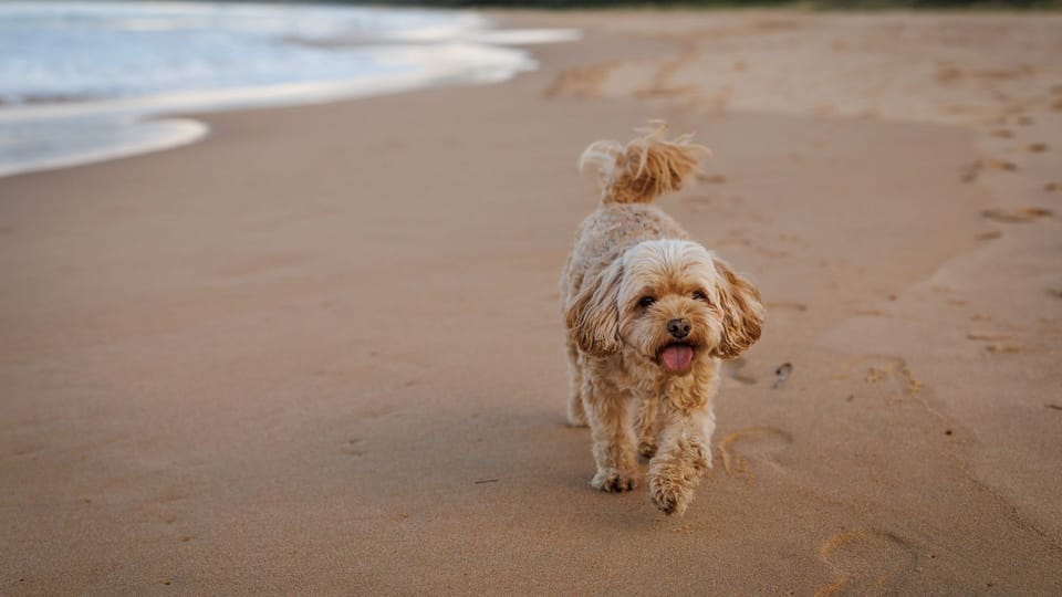 Amazing beach only a few minutes walk away, Easy access to an amazing surf beach for surfing