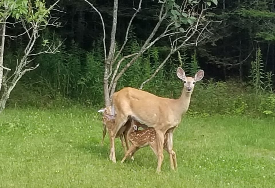 Momma deer w/her fawns, spring/early summer