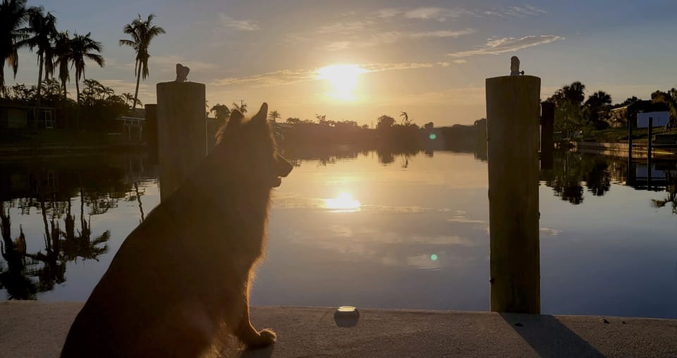 Dogs enjoy the sunrise too