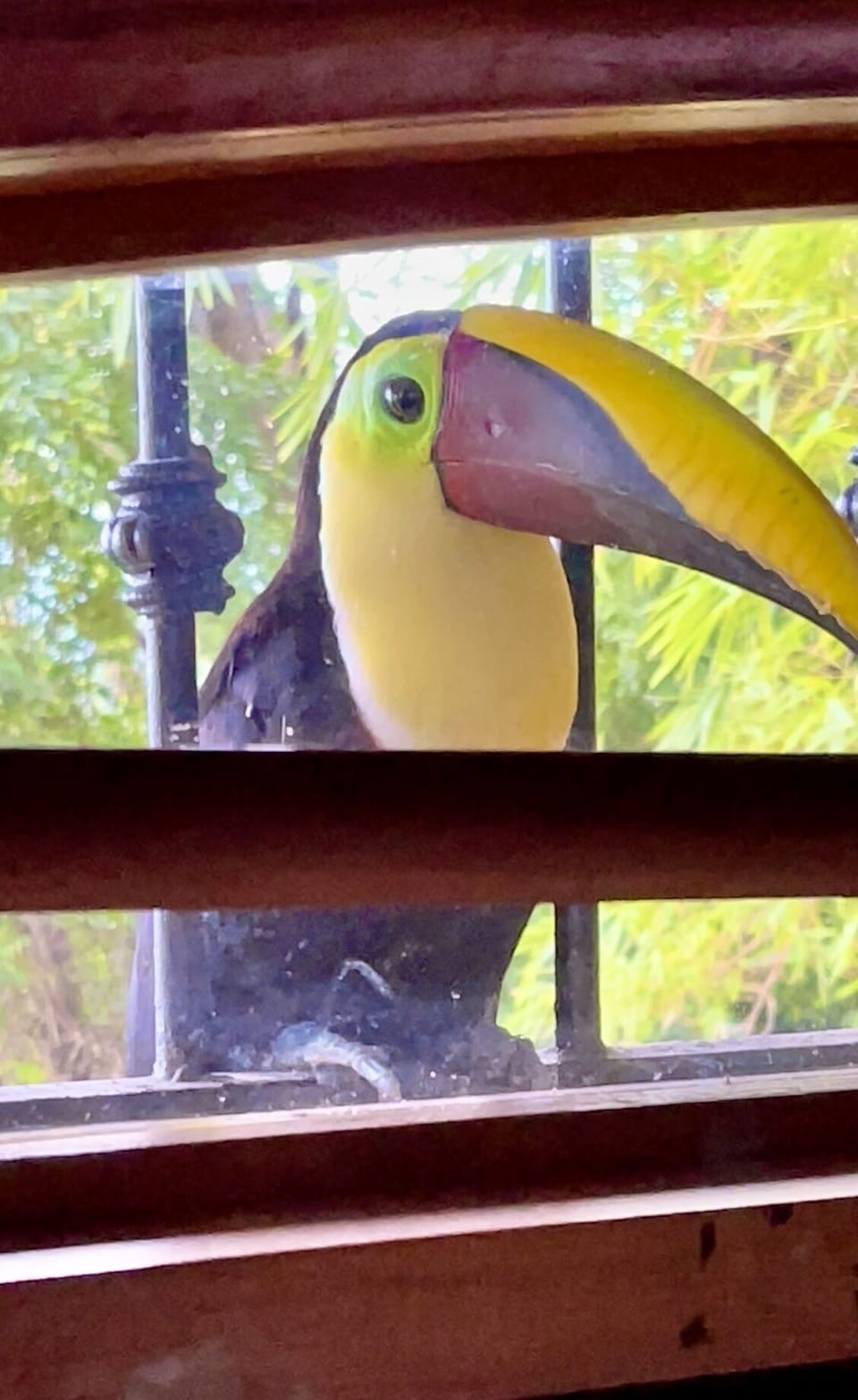 Greetings from Toucans at the window of the bedroom