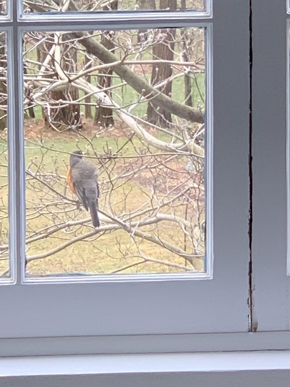 Spring robin
