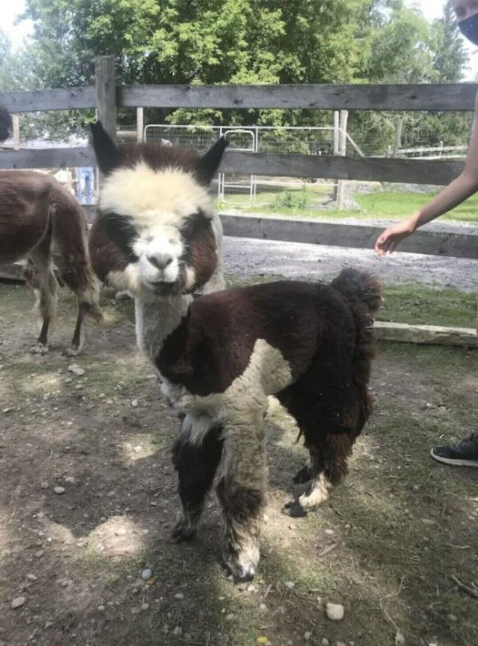 Old Mills Alpacas Farm