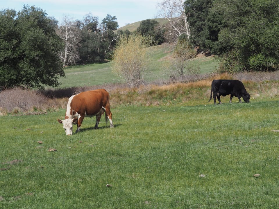 Santa Ysabel East Preserve.
