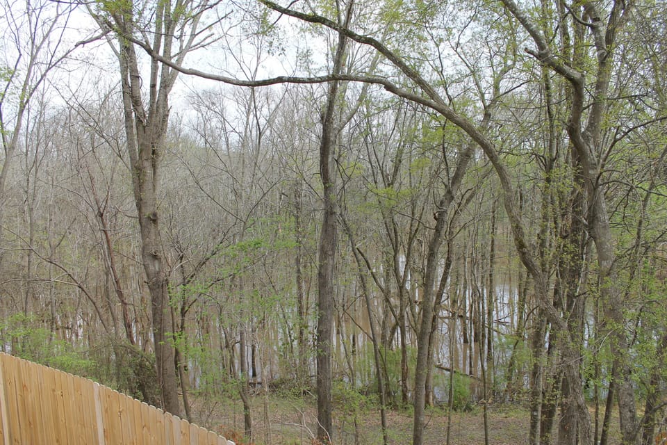Woods and seasonal creek overlook from the house