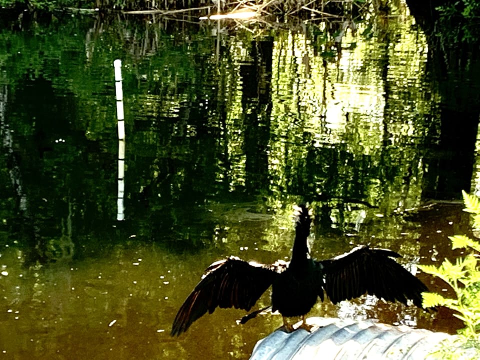 Great place to see birds