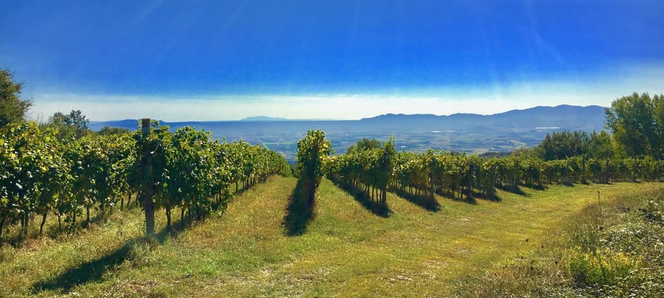 Vineyard