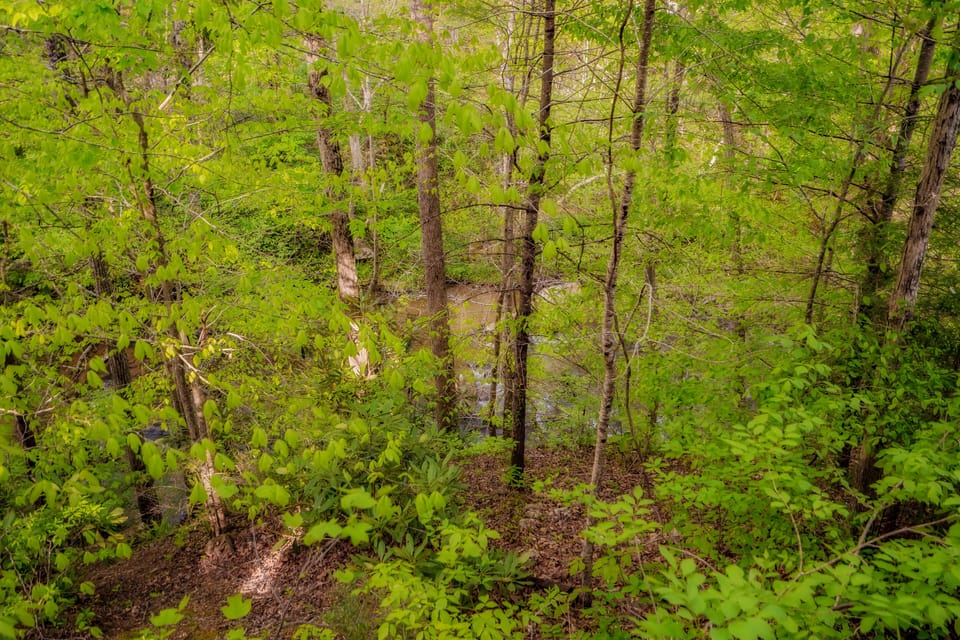 Stream directly behind the cabin, so peaceful! 