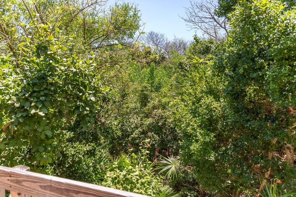 An oasis among the trees