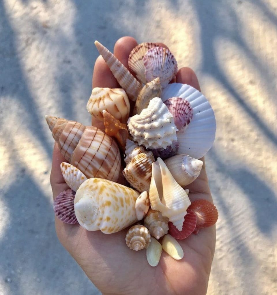 Seashells