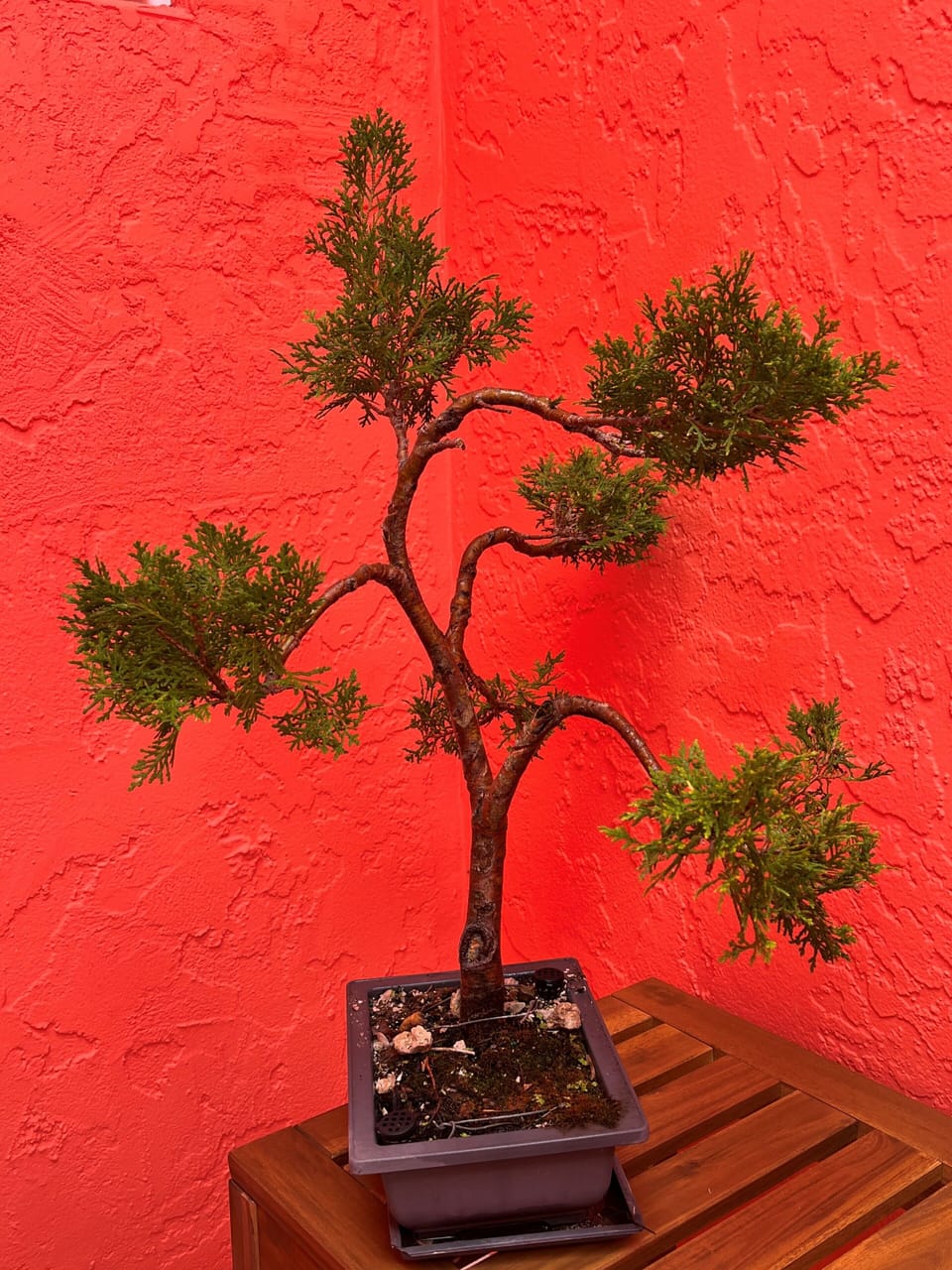 Bonsai - Cypress
