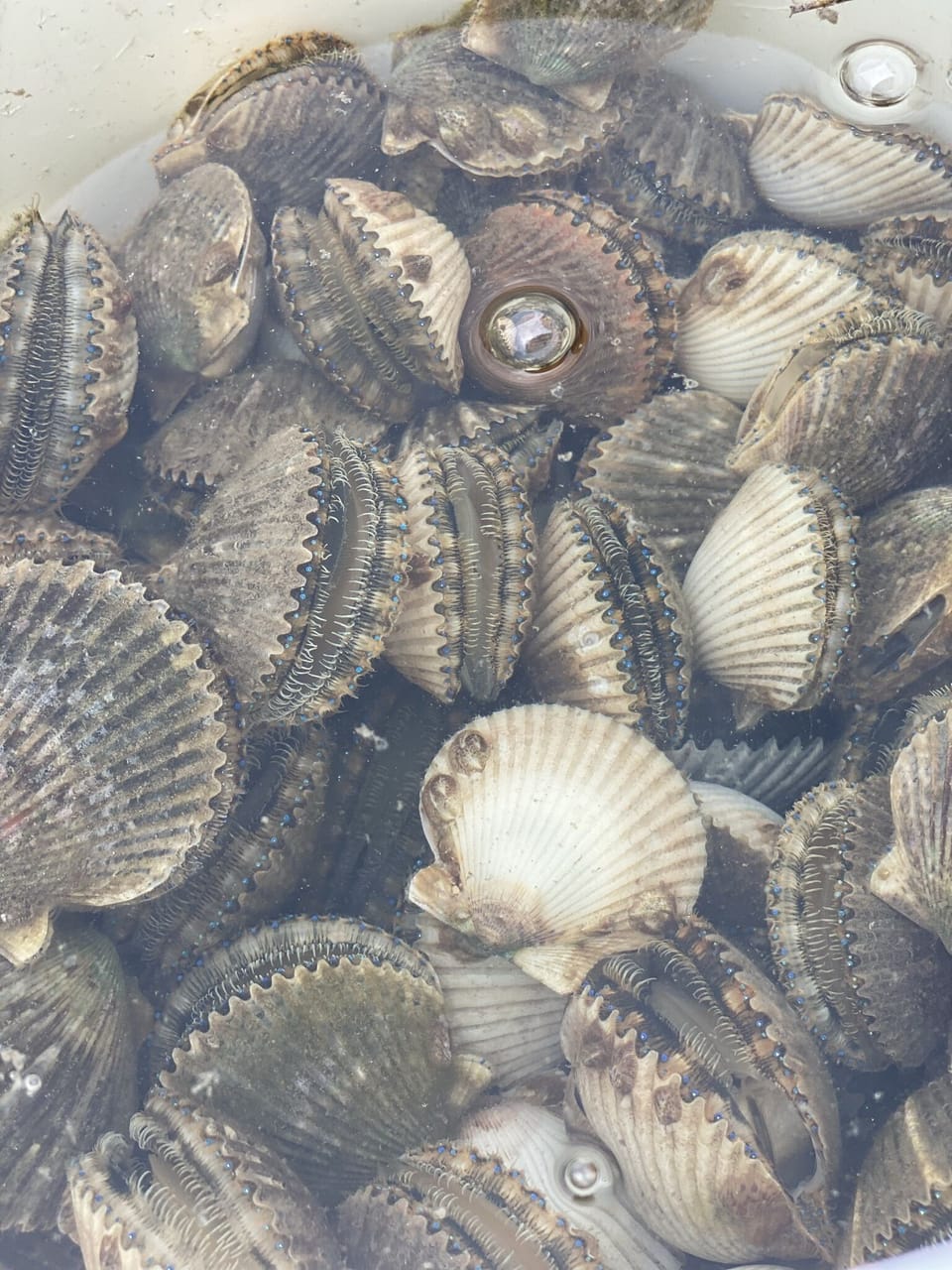 Enjoy Scalloping season at Kuhnhatchee