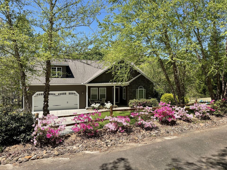 azaleas blooming in the front yard
